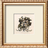 Buy Lily of the Valley at AllPosters.com