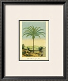 Buy Maximiliana Palm at AllPosters.com