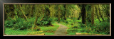 Road through Temperate Rain Forest, Olympic Peninsula