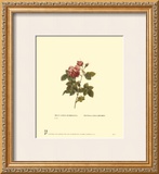 Roses Framed Art Print