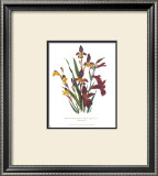 Buy Sphoerospora Imbricata at AllPosters.com