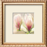 Buy Magnolia Soulangiana at AllPosters.com