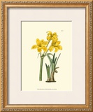 Buy Yellow Narcissus I at AllPosters.com