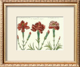 Buy Floral Plate XVIII at AllPosters.com