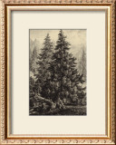 Buy Spruce Pine at AllPosters.com