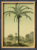 Buy Astrocaryum Palm at AllPosters.com