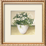 Buy White Jasmine at AllPosters.com