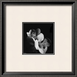 Quince Blossoms III