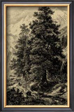 Buy Arolla Pine at AllPosters.com