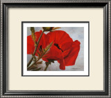Buy The Red Poppy at AllPosters.com