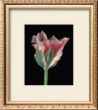 Buy Tulipa China Town at AllPosters.com