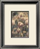 Tinted Tulips I Framed Art Print