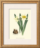 Buy Yellow Narcissus II at AllPosters.com