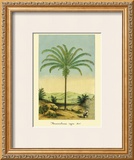 Buy Maximiliana Palm at AllPosters.com