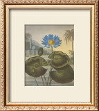 Buy The Blue Egyptian Water-Lily at AllPosters.com