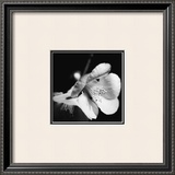 Quince Blossoms II