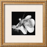 Quince Blossoms II