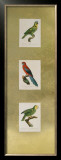 Buy Parrot Panel II at AllPosters.com