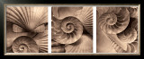 Buy Nautili at AllPosters.com