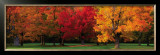 Buy Maple Trees in Autumn, White Mountains, New Hampshire at AllPosters.com