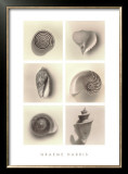 Buy Shell Composition at AllPosters.com