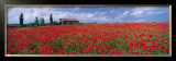 Buy Tuscany, Field of Poppies at AllPosters.com