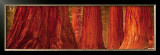 Californian Redwood Trees