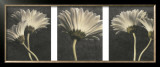 Buy Five Daisy at AllPosters.com