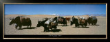 Buy Yak in West Tibet at AllPosters.com