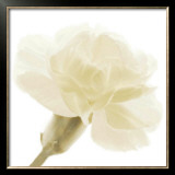 Buy Carnation II at AllPosters.com