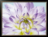 Buy Dahlia in Teal I at AllPosters.com