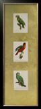 Buy Parrot Panel I at AllPosters.com