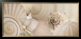 Buy Shells I at AllPosters.com