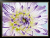 Buy Dahlia in Teal II at AllPosters.com