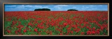 Buy Cotswolds, Field of Poppies at AllPosters.com