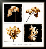 Buy Orchid Suite at AllPosters.com