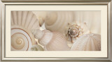 Buy Shells I at AllPosters.com