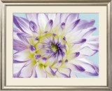 Buy Dahlia in Teal II at AllPosters.com