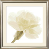 Buy Carnation II at AllPosters.com