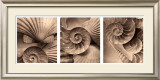 Buy Nautili at AllPosters.com
