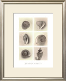 Buy Shell Composition at AllPosters.com
