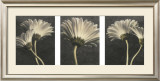 Buy Five Daisy at AllPosters.com