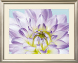 Buy Dahlia in Teal I at AllPosters.com