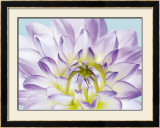 Buy Dahlia in Teal I at AllPosters.com