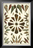 Buy Seba Shell Collection II at AllPosters.com