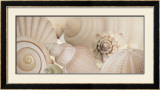 Buy Shells I at AllPosters.com