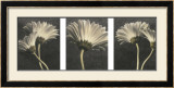 Buy Five Daisy at AllPosters.com
