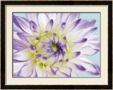 Buy Dahlia in Teal II at AllPosters.com