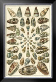 Buy Seba Shell Collection V at AllPosters.com