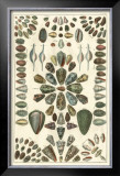 Buy Seba Shell Collection IV at AllPosters.com